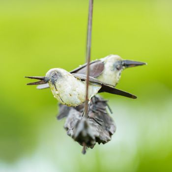 Vogelhanger